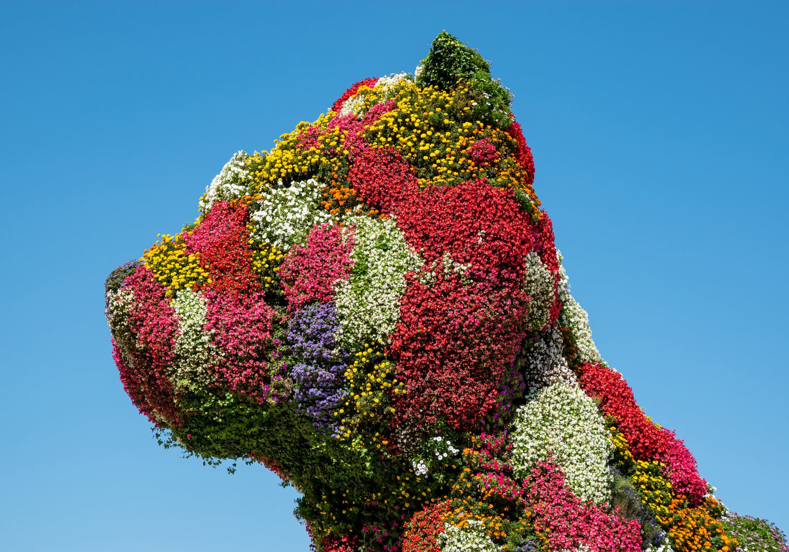 Puppy de Jeff Koons 2021 Bilbao2C EspaC3B1a