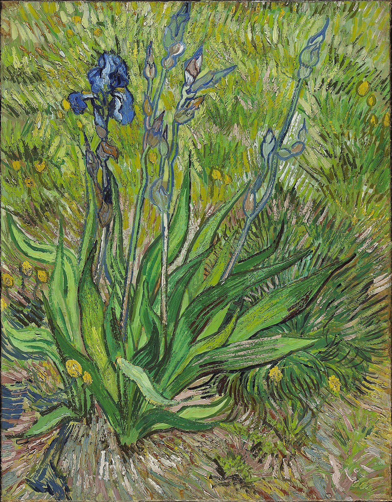 r2 ngc vincent van gogh iris ngc